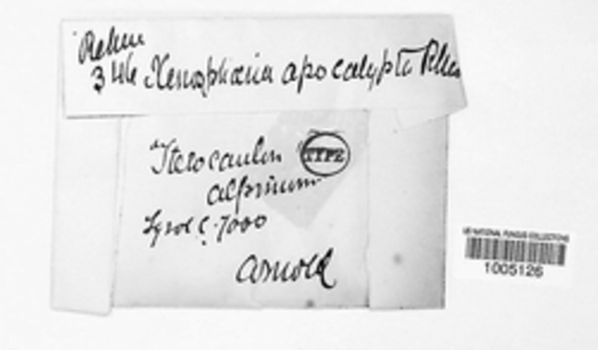Lasiosphaeriopsis stereocaulicola image
